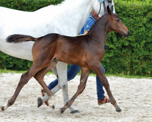 Pferd Diamanto SC Z (Zangersheide Reitpferd, 2016, von Diamant de Semilly)