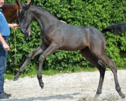 stallion Caruso Z (Zangersheide riding horse, 2016, from Cornet Obolensky)