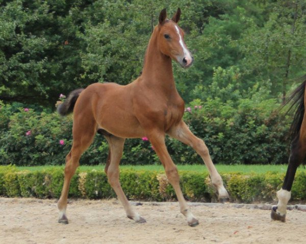 horse Balzac de Hus Z (Zangersheide riding horse, 2016, from Baloubet du Rouet)