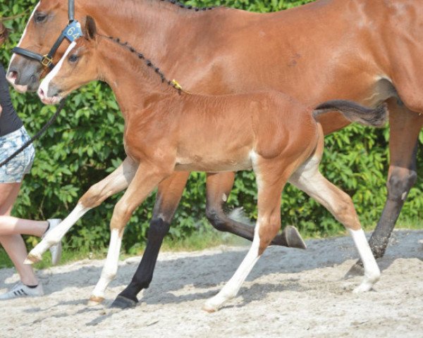 horse Heartbeat D S Z (Zangersheide riding horse, 2016, from Hardrock Z)