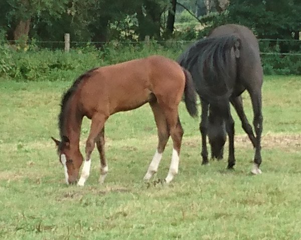horse Calimera JD (Westphalian, 2016, from Chacoon Blue)