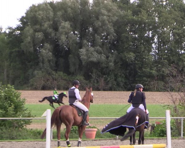 Reitturnier Appelhülsen 2019