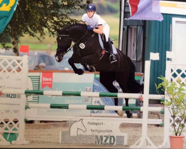 jumper Dark Beauty 12 (Oldenburg, 2011, from Douglas)