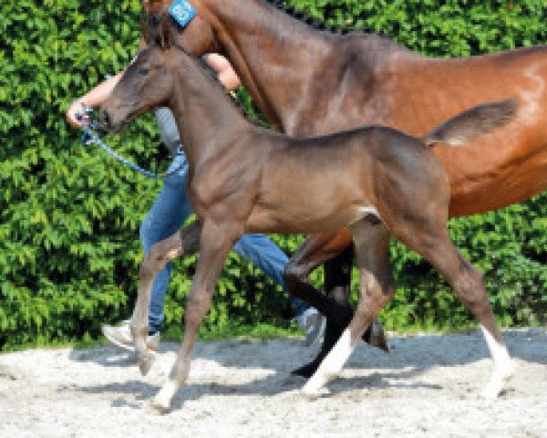 horse Locomotion JVH Z (Zangersheide riding horse, 2016, from Le Blue Diamond v't Ruytershof)