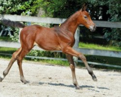 broodmare Cornet London RR Z (Zangersheide riding horse, 2016, from Cornet Obolensky)