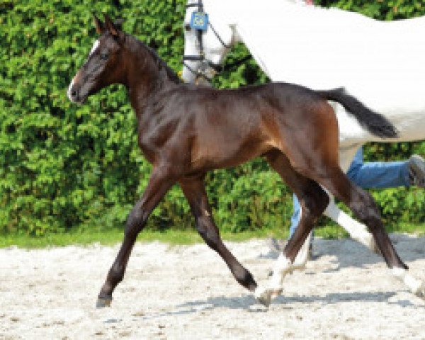 jumper Big Pleasure Z (Zangersheide riding horse, 2016, from Big Star)