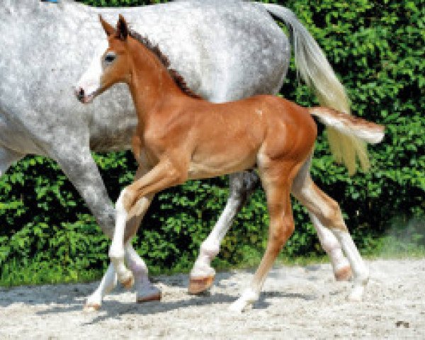 Pferd Apache van 't Gelutt Z (Zangersheide Reitpferd, 2016, von Asca Z)