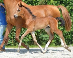 jumper Toulis de L'Esku Z (Zangersheide riding horse, 2016, from Toulon)
