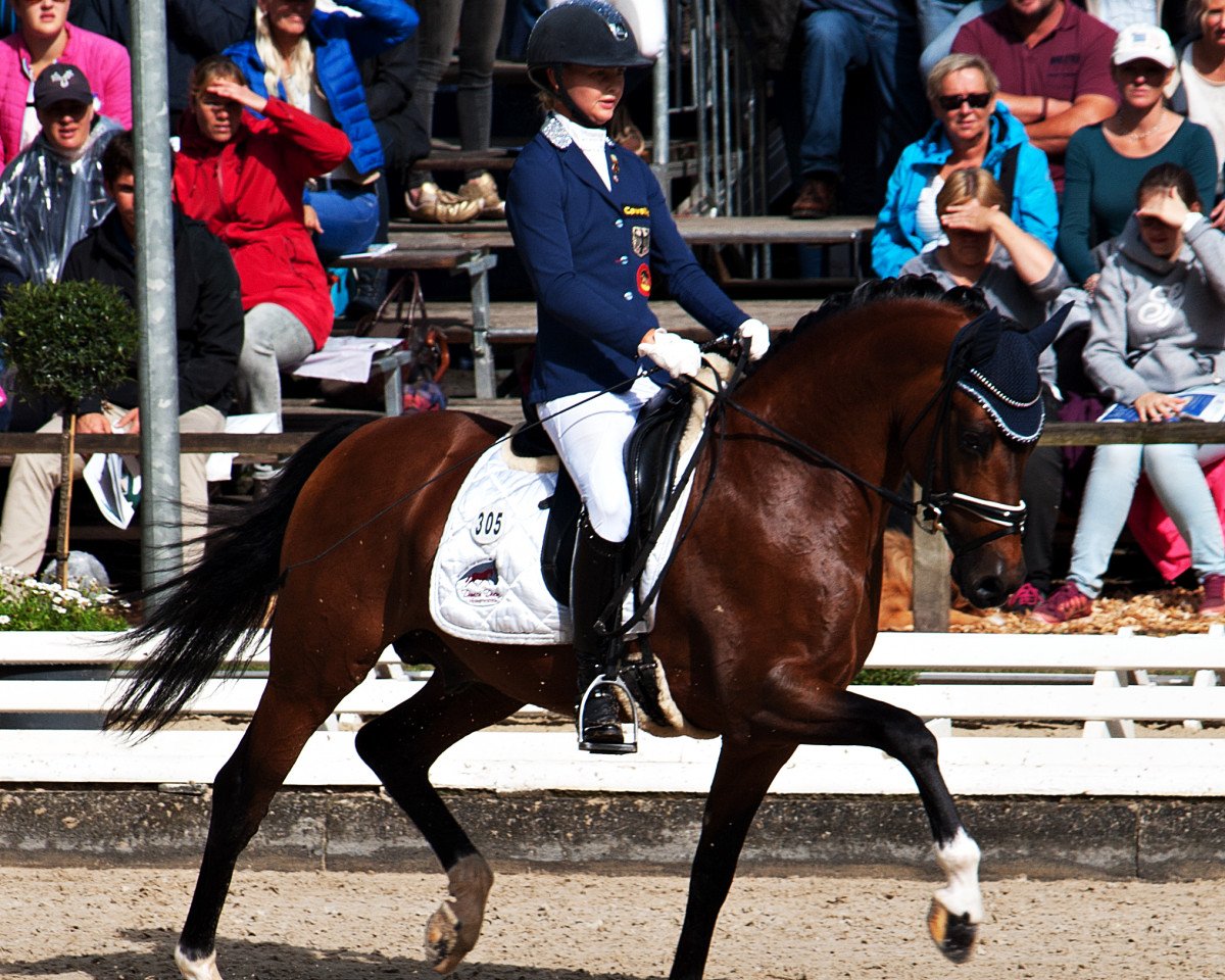 Deckhengst Cosmopolitan NRW (Deutsches Reitpony, 2010, von FS Champion de Luxe)