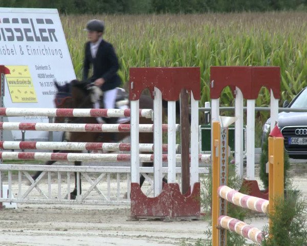 Reitturnier Appelhülsen 2019