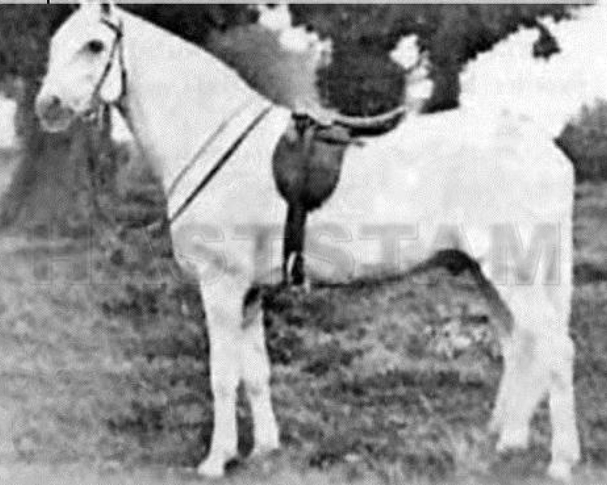 Deckhengst Sahara ox (Berber, 1908, von unknown)