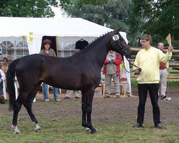 Zuchtstute Concetta (Hannoveraner, 2002, von Contendro I)