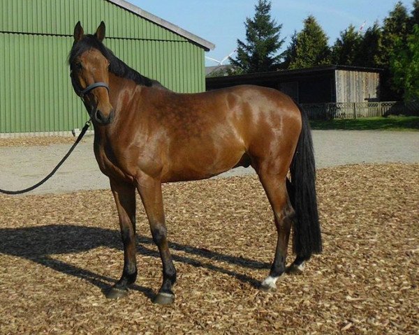 jumper Ciano 17 (Holsteiner, 2010, from Clarimo Ask)