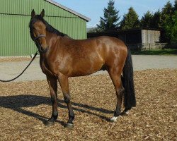 jumper Ciano 17 (Holsteiner, 2010, from Clarimo Ask)