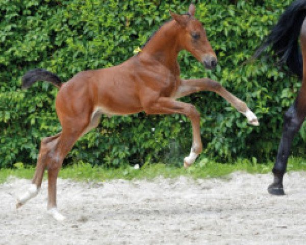 horse Goubalou Z (Zangersheide riding horse, 2016, from George Z)