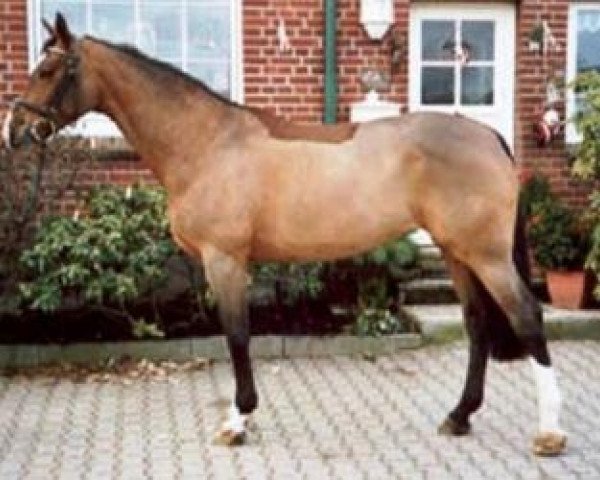 broodmare Utima (Oldenburg, 1995, from Argentinus)