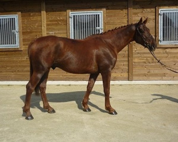 horse Viquero de Fetan (Selle Français, 2009, from Fergar Mail)