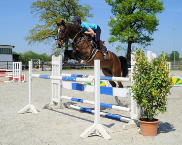 jumper Class de Light Hu (Oldenburg show jumper, 2010, from Calato)