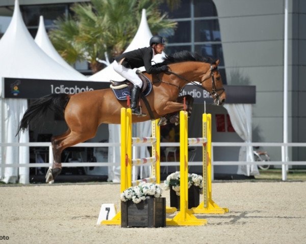 jumper Clara 86 (Holsteiner, 2007, from Clearway)