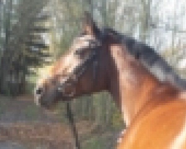 dressage horse Rock me Lady (Westphalian, 2001)