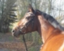 dressage horse Rock me Lady (Westphalian, 2001)