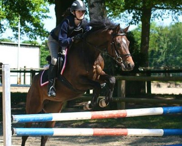 dressage horse Quintyna (Westphalian, 2007, from Quinta Real)