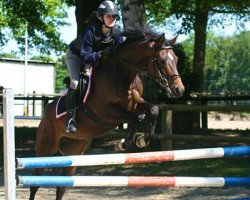 dressage horse Quintyna (Westphalian, 2007, from Quinta Real)