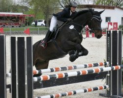 jumper Santa Cruz 45 (Austrian Warmblood, 2007, from Solist)