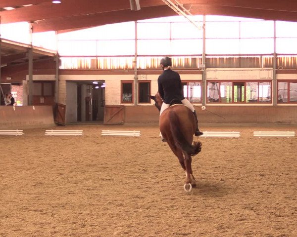 Reitturnier Appelhülsen 2019