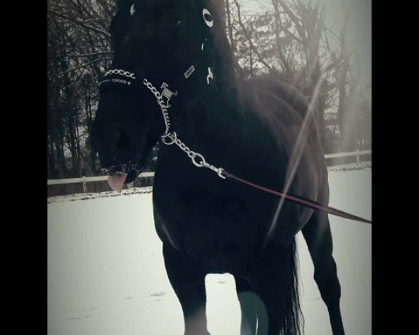 dressage horse In Memoriam 2 (Hanoverian, 2010, from Imperio 3)