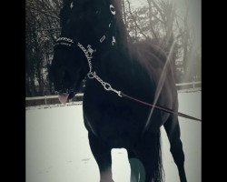 dressage horse In Memoriam 2 (Hanoverian, 2010, from Imperio 3)