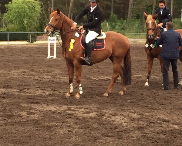 Springpferd Pietsches (Deutsches Sportpferd, 2009, von Pasco)