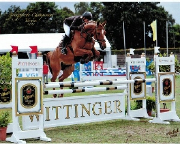 Springpferd Hylanderhof's Pretorius (Hannoveraner, 2008, von Stakkatos Stern)