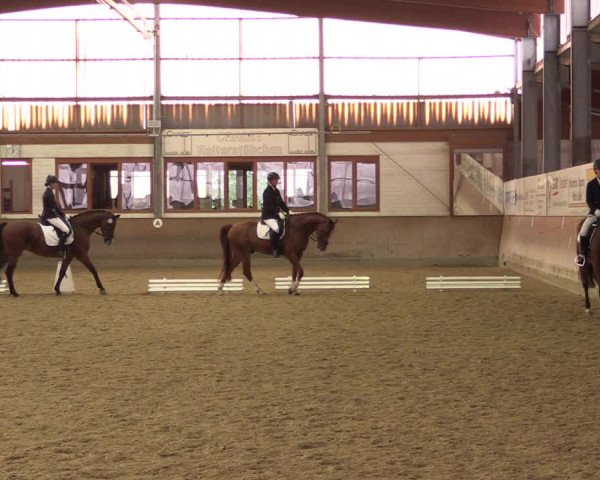 Reitturnier Appelhülsen 2019