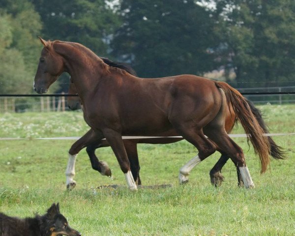 Springpferd Hylanderhof's Vulkano II (Hannoveraner, 2010, von Voltaire) Springpferd Hylanderhof's Vulkano II (Hannoveraner, 2010, von Voltaire)