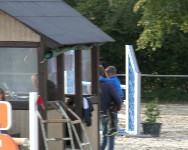 Reitturnier Appelhülsen 2019