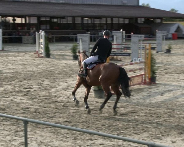 Reitturnier Appelhülsen 2019