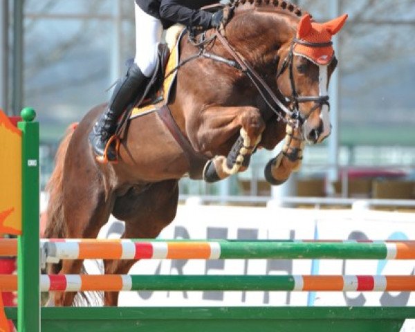 Springpferd Relamm de Fetan (Selle Français, 2005, von Dollar de la Pierre)