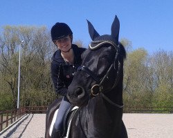 dressage horse Don Amorico (Hanoverian, 2007, from Don Frederico)