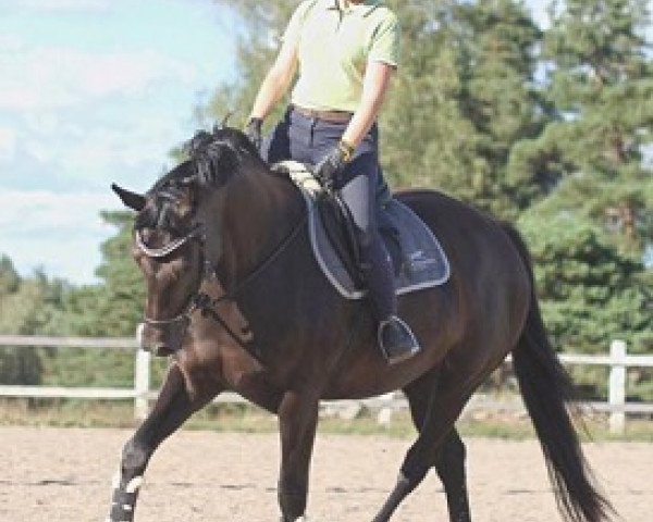 horse Odd Molly F (F2) (Swedish Warmblood, 2011, from Firenze)