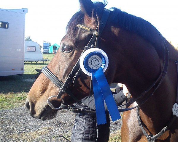 jumper Clearwater 10 (German Warmblood, 2009, from Canterbury)