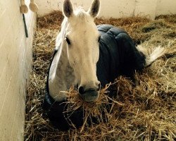 jumper Celina 106 (Holsteiner, 2001, from Claudio's Son)