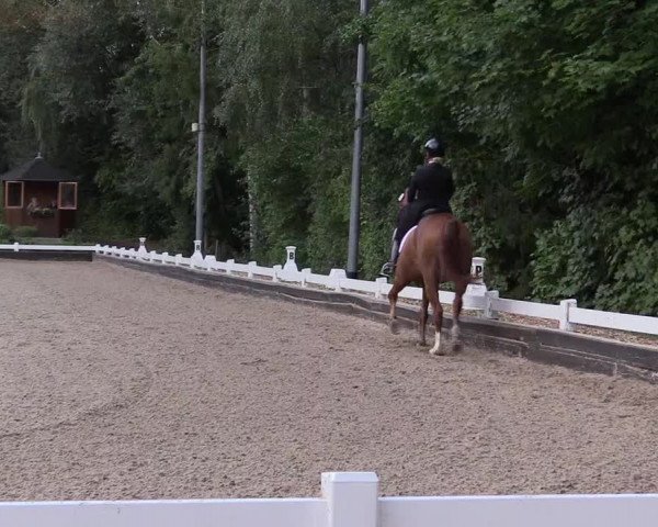 Reitturnier Mettmann - Reitanlage Löckenhoff 2019