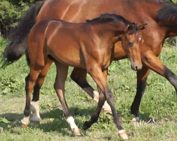 horse Florian (Westphalian, 2016, from First Final)