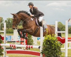 jumper No Doubt 12 (Bavarian, 2009, from Landprinz)