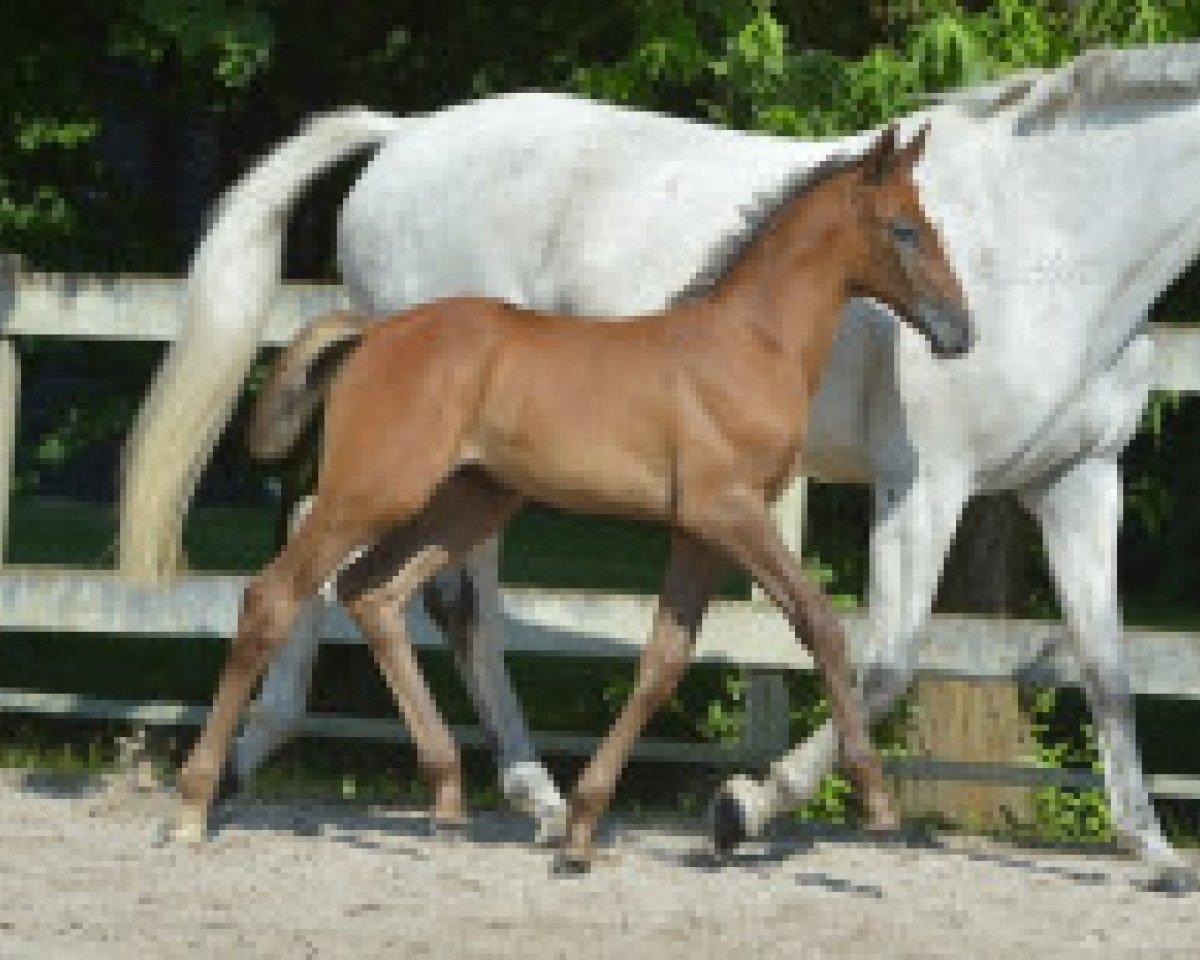jumper Miss Blue Z Marathon (Zangersheide riding horse, 2016, from Mr Blue)