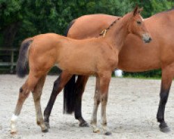 Springpferd Moonflower J&f Champblanc Z (Zangersheide Reitpferd, 2016, von Montender)