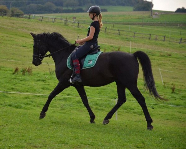 Deckhengst Rubin-Royal (Hessisches Warmblut, 2004, von Roadster)