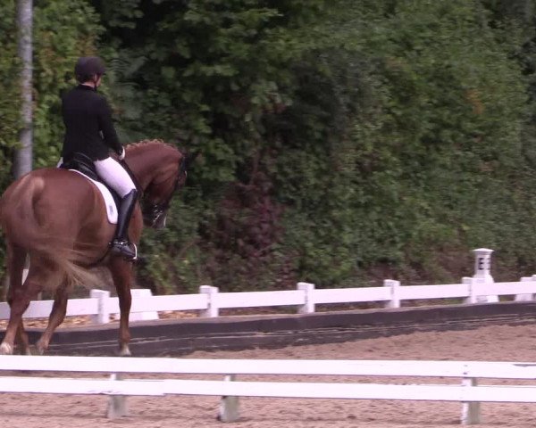 Reitturnier Mettmann - Reitanlage Löckenhoff 2019