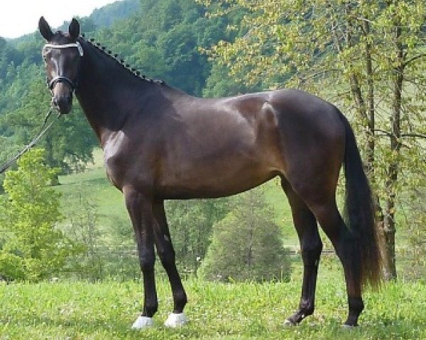 jumper Holla die Waldfee 4 (Trakehner, 2010, from Hofrat)